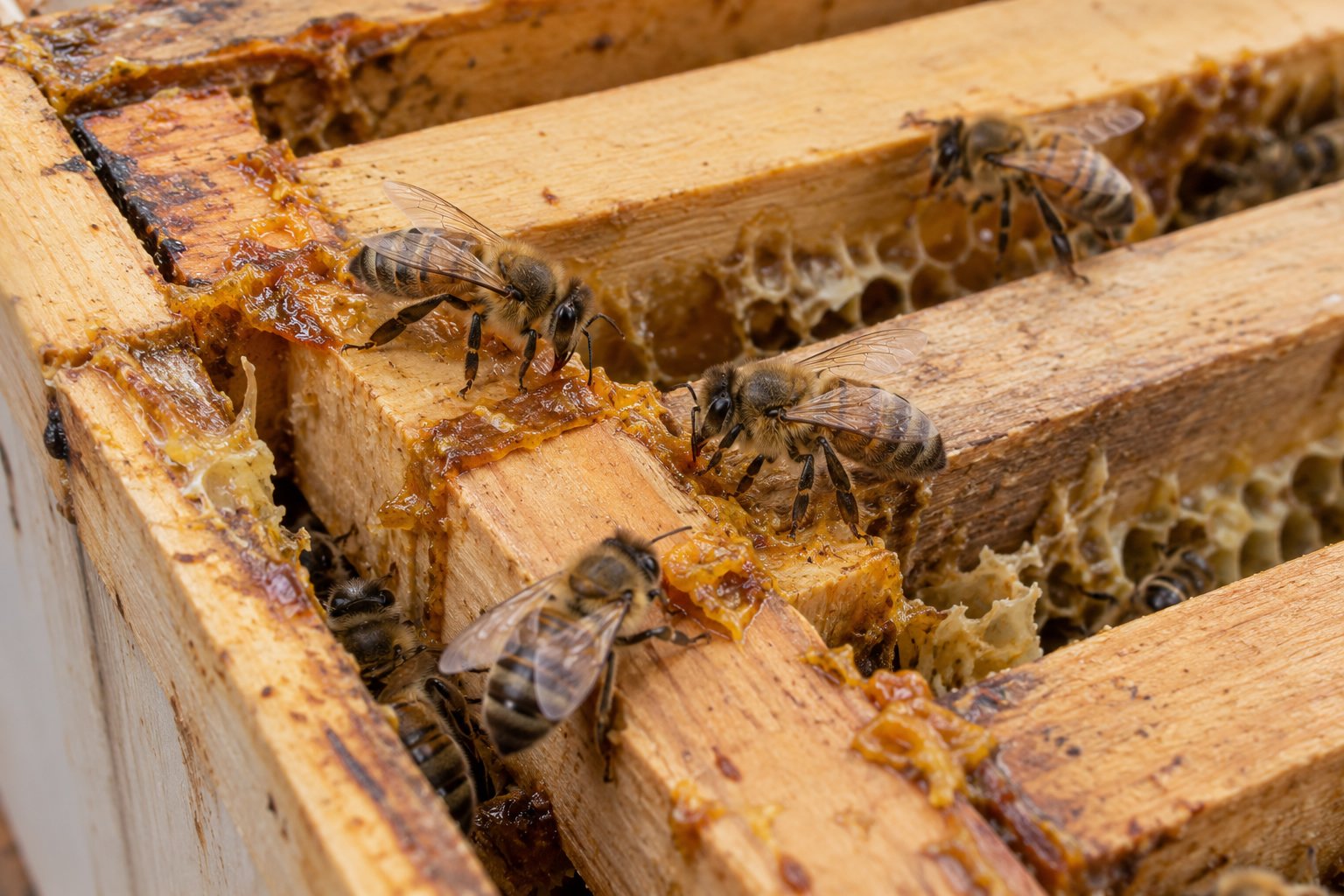 Des abeilles se déplacent sur les cadres en bois d’une ruche couverts de matière résineuse.