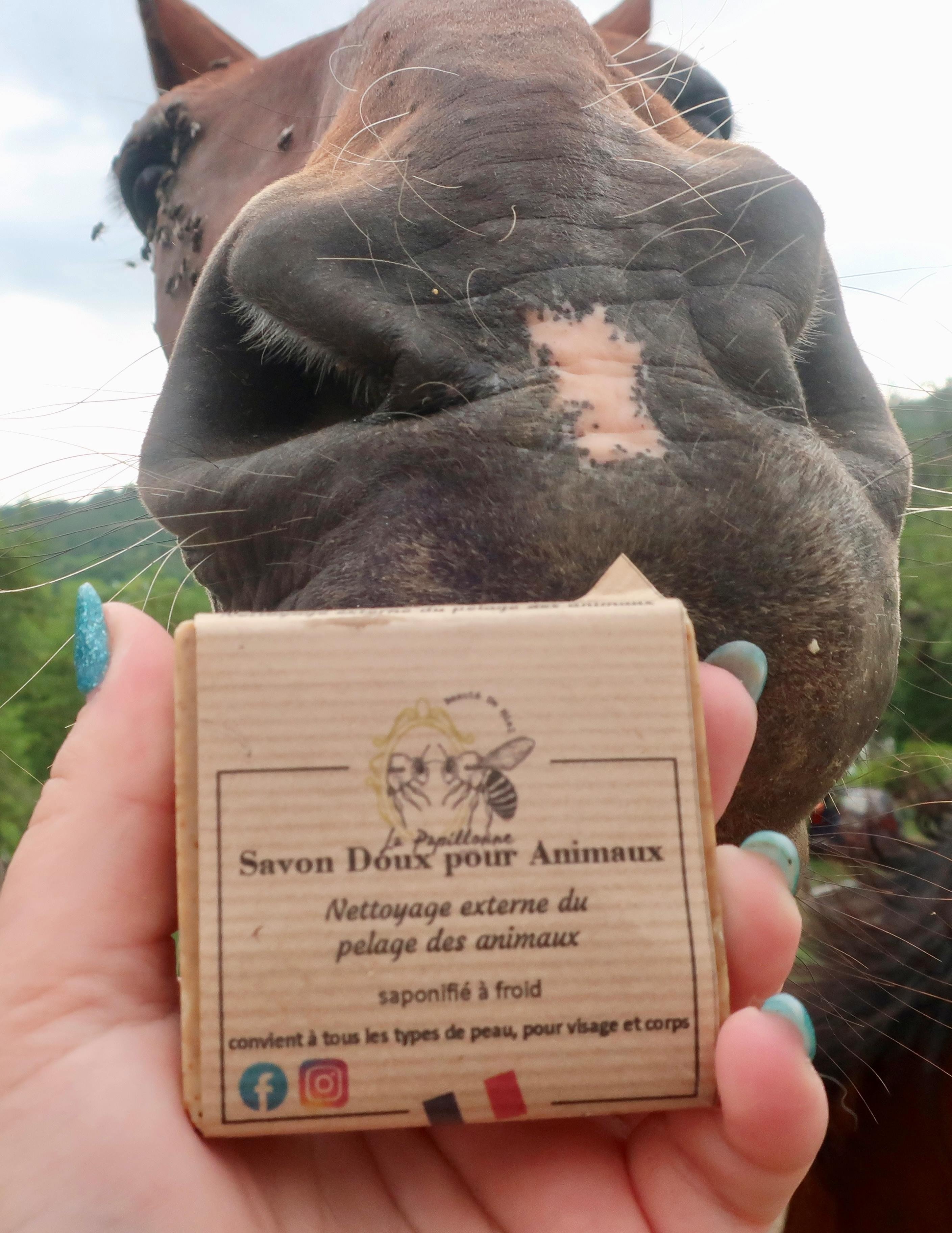 Main tenant le Savon Doux pour Animaux de La Papillonne, saponifié à froid, devant le museau d'un cheval