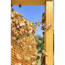Formation Apiculture :...