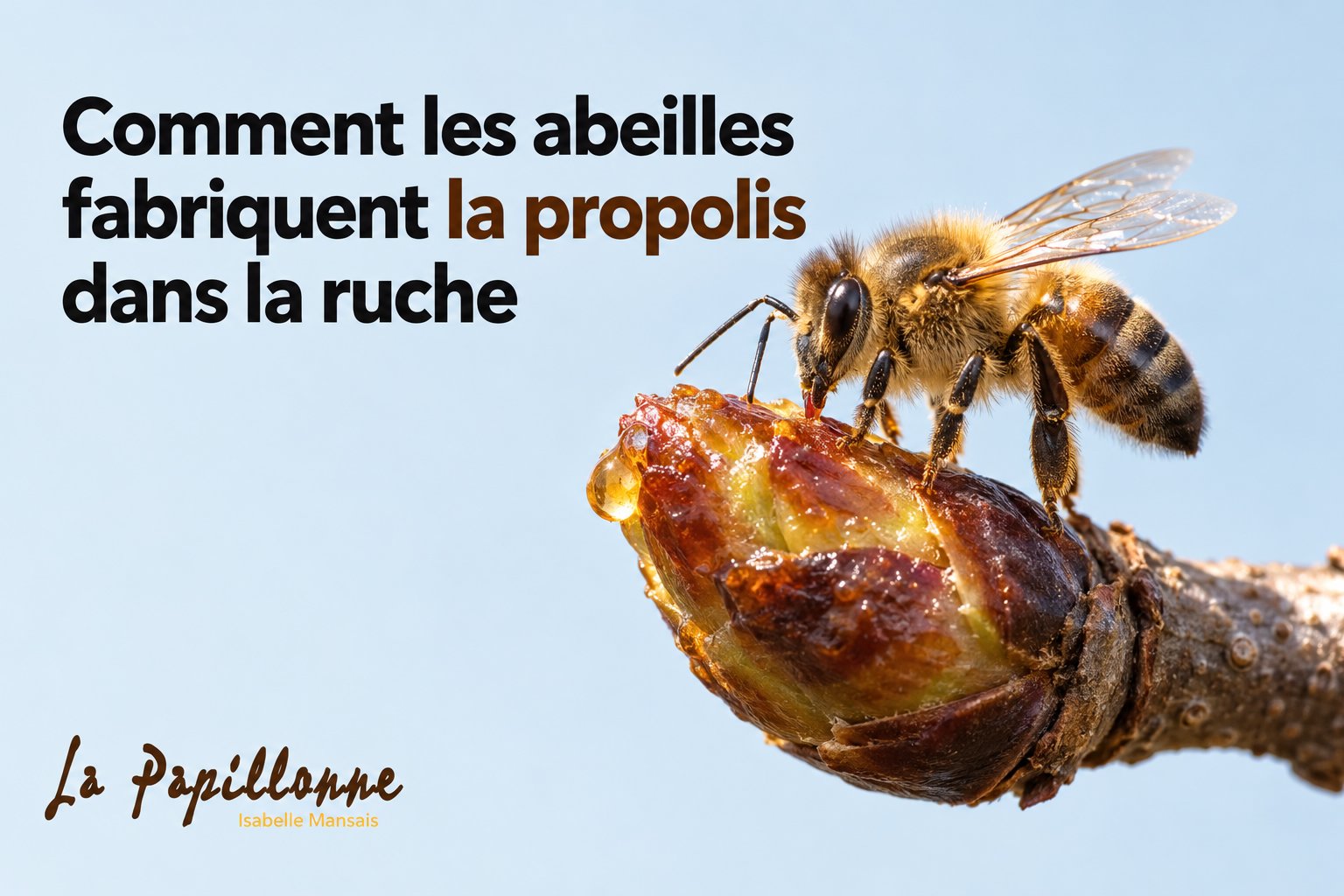 Comment les abeilles fabriquent la propolis dans la ruche
